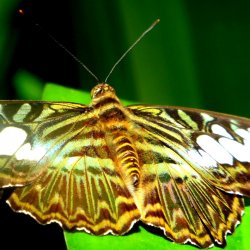 Schmetterling - Lepidoptera - (c) HanneVoltmerDöbrich